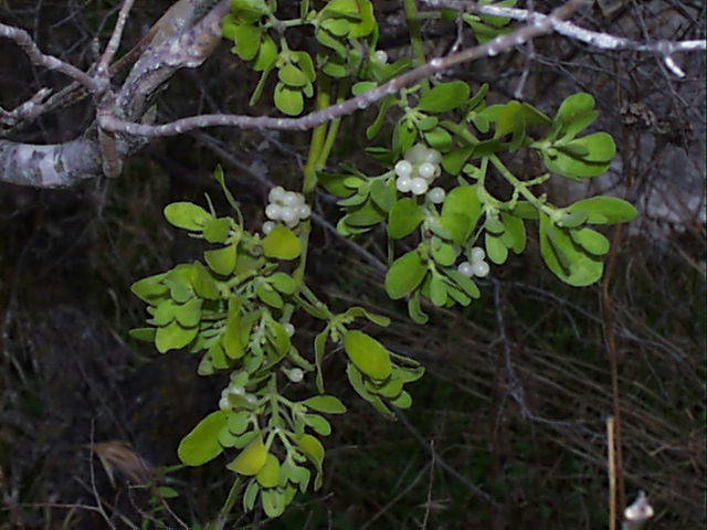 Partial Parasitic Plants Examples