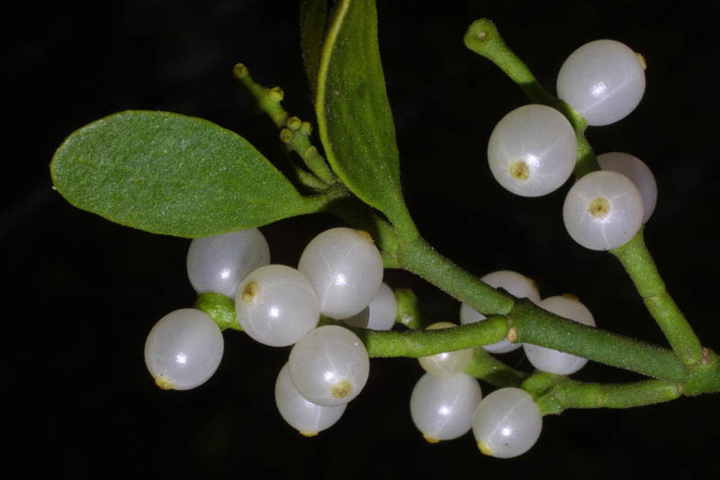 Partial Parasitic Plants Examples