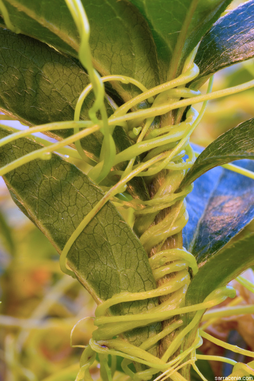 Partial Parasitic Plants Examples