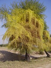 Partial Parasitic Plants Examples