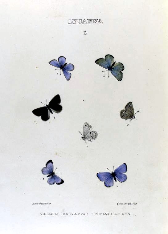Periwinkle Butterfly