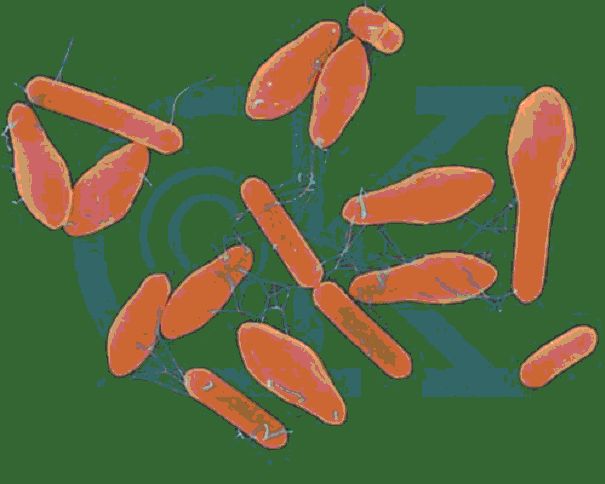 Picture Of Botulism Bacteria