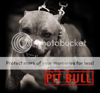 Pitbull Dog Pictures Myspace