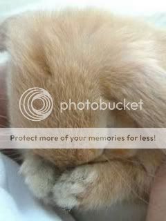 Sad Bunny Images