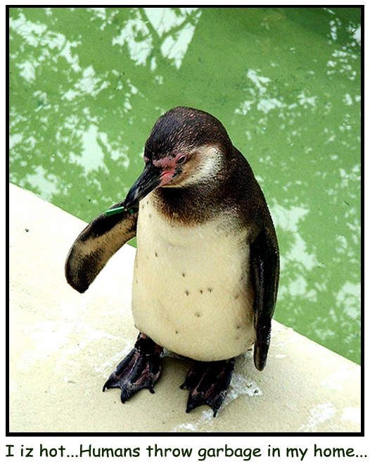 Sad Penguin Gif