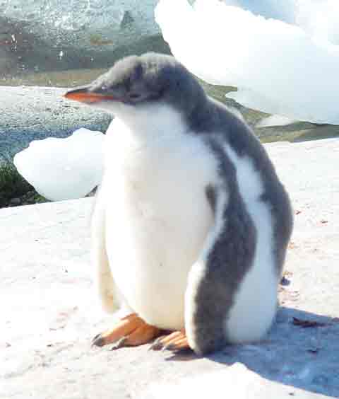 Sad Penguin Pictures