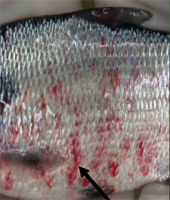Septicemia Fish