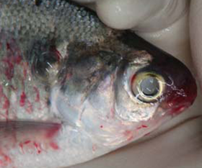 Septicemia Fish Symptoms