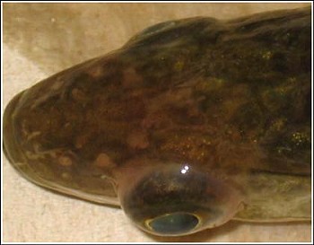 Septicemia Fish Symptoms
