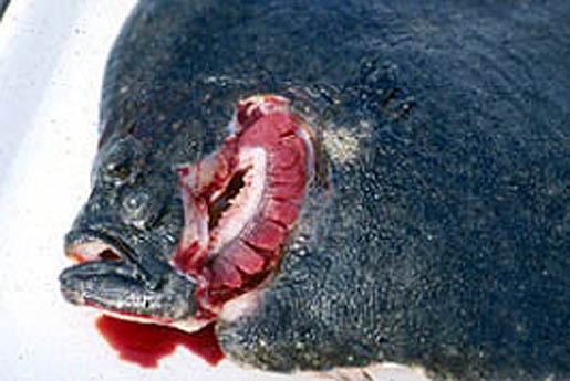 Septicemia Fish Treatment