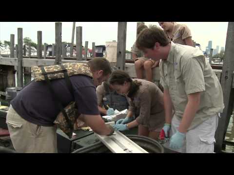 Septicemia Fish Treatment