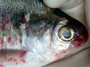 Septicemia Fish Treatment