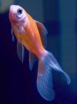 Septicemia Goldfish