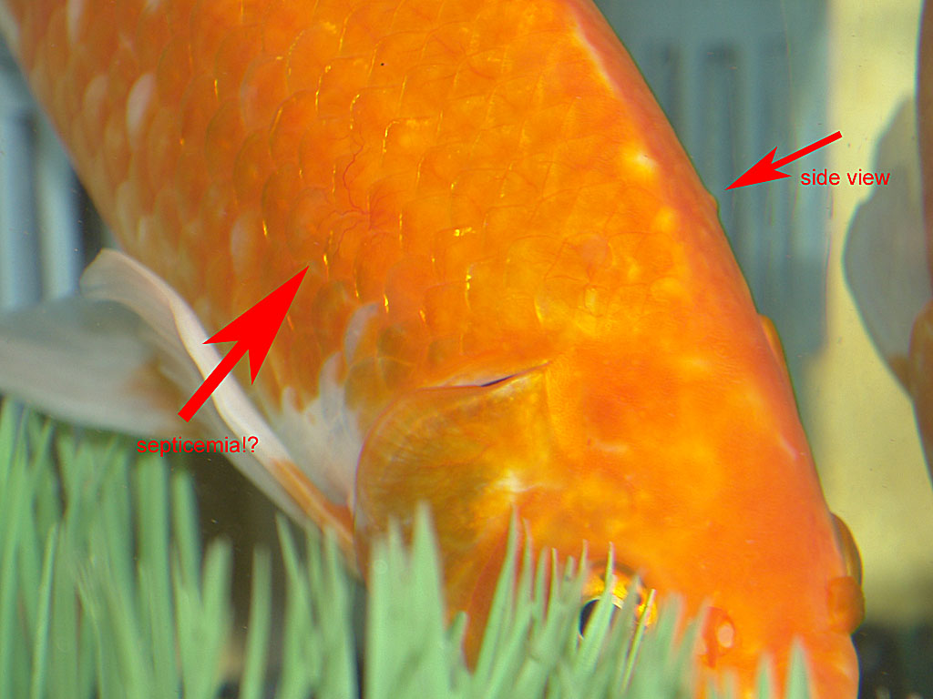 Septicemia Goldfish