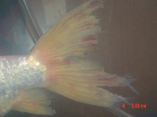 Septicemia Goldfish