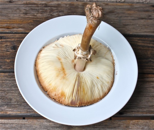 Shaggy Parasol Mushroom Recipes