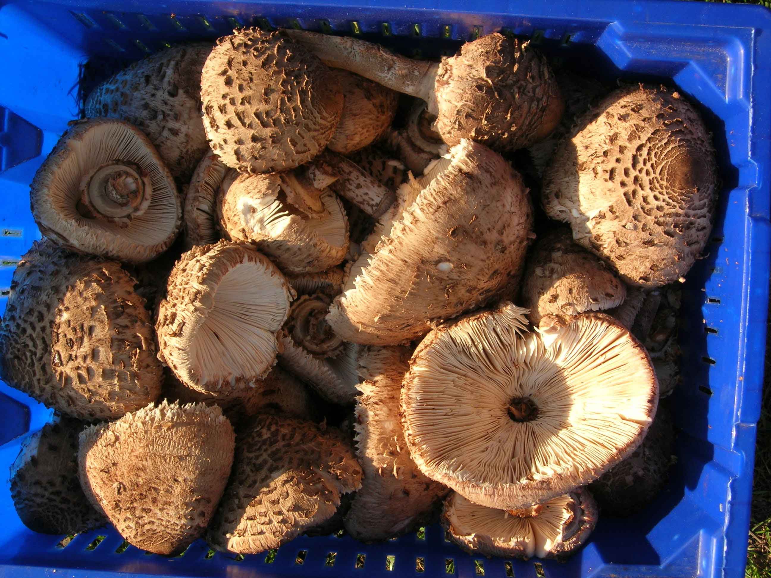 Shaggy Parasol Mushroom Recipes