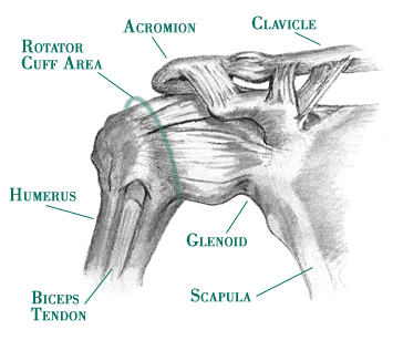Shoulder Clavicle Anatomy