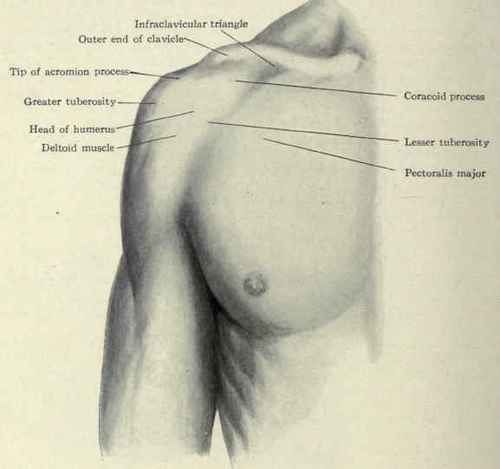 Shoulder Clavicle Anatomy