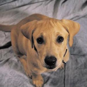 Signs Of Internal Parasites In Dogs