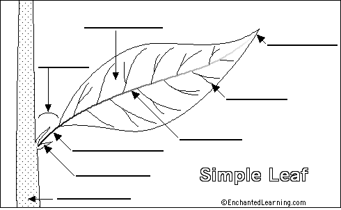 Simple Leaf Picture