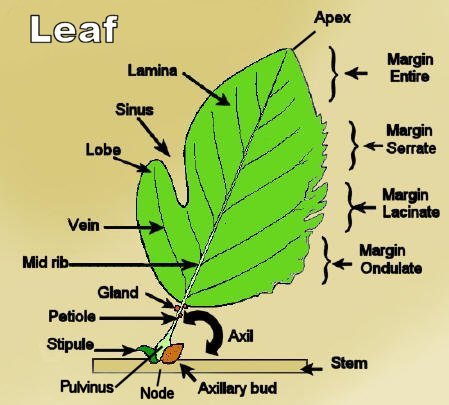 Simple Leaf Picture