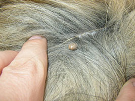Skin Parasites In Dogs Pictures