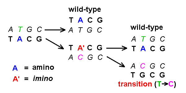 Substitution Mutation Diagram