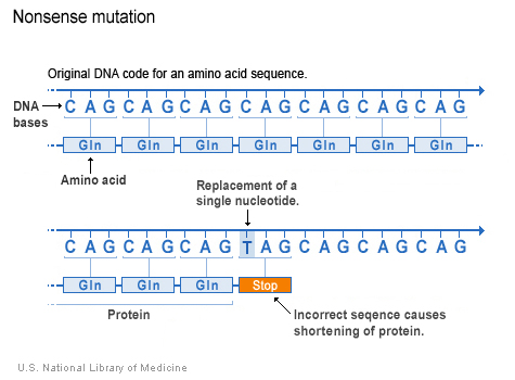 Substitution Mutation In Dna