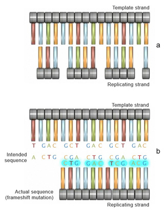 Substitution Mutation In Dna