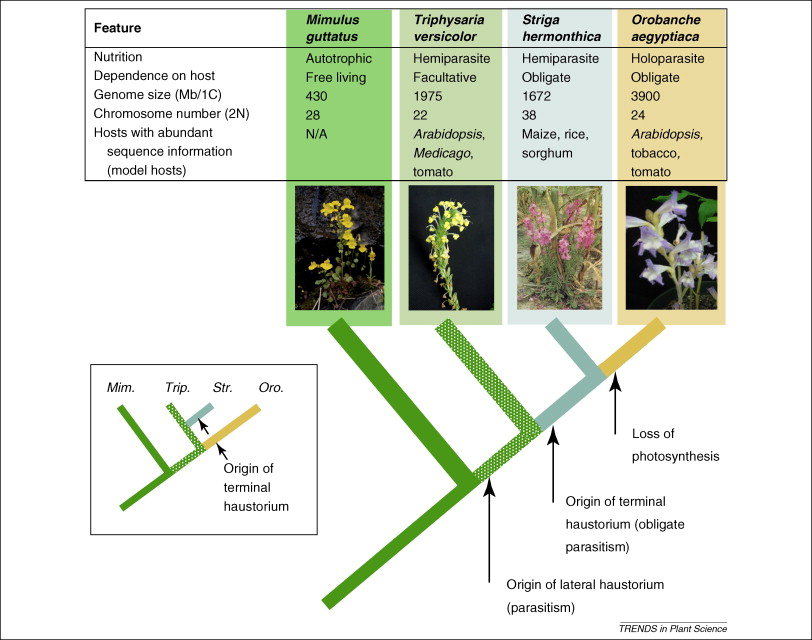 The Evolution Of Parasitism In Plants