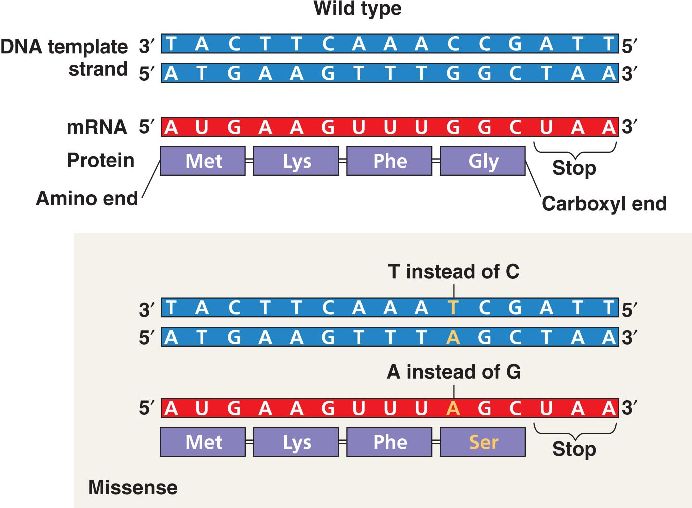 Types Of Base Substitution Mutations