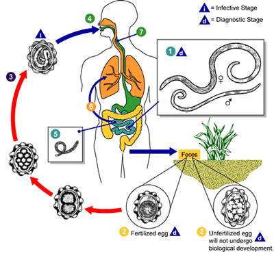 Types Of Intestinal Parasites In Humans