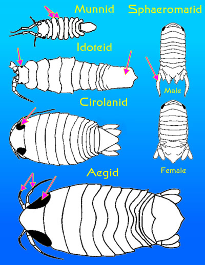 Types Of Parasites In Fish Tanks