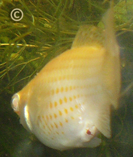 Types Of Parasites In Fish Tanks