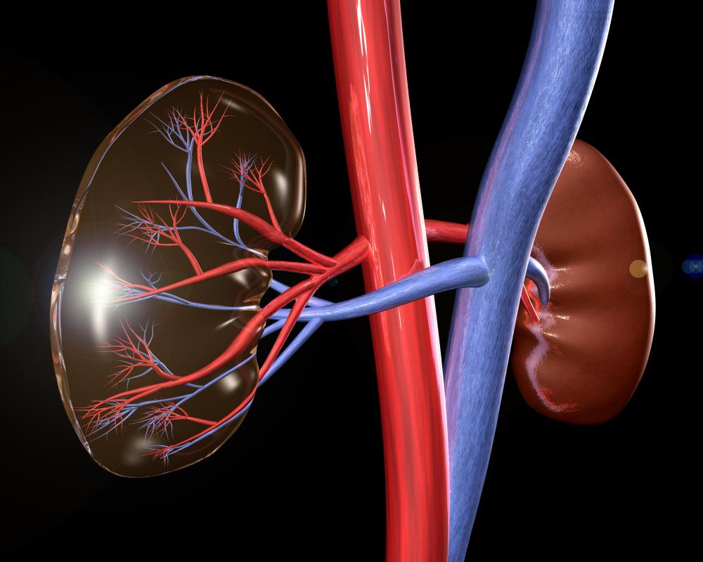 Using Ultrasound To Study The Kidney Is Called