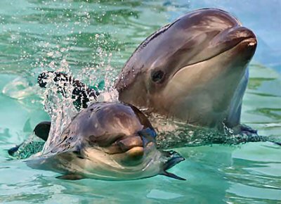 What Is A Wholphin