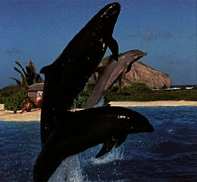 What Is A Wholphin