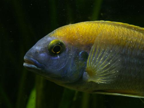 White Parasites In Fish Tank