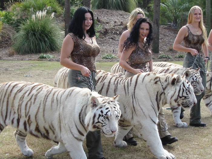 White Tiger Mating