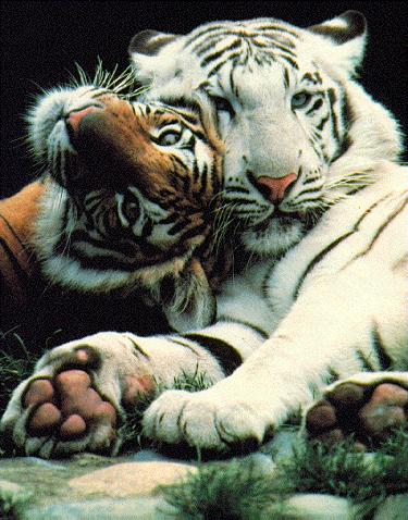 White Tiger Mating