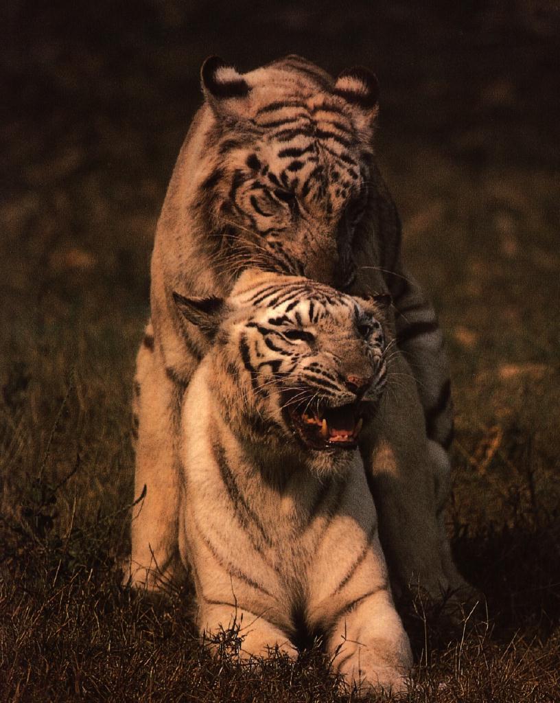 White Tiger Mating