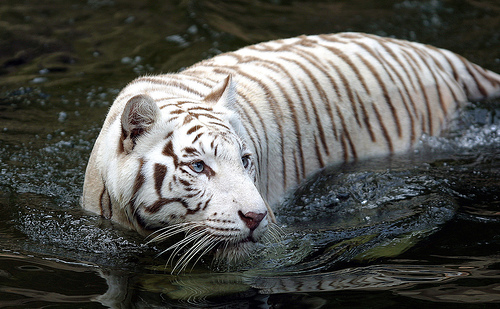 White Tiger Mating