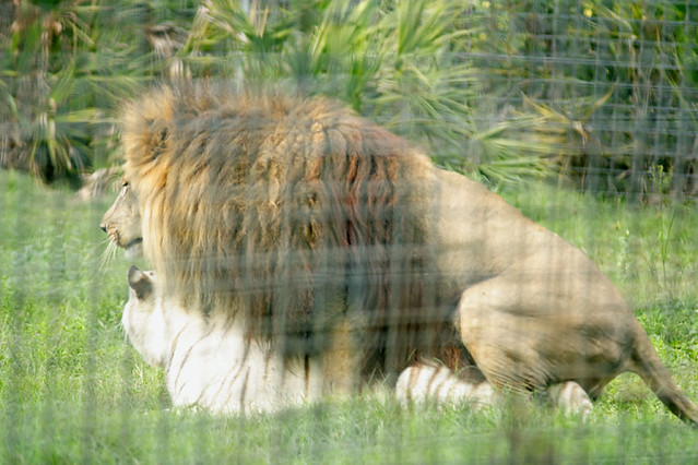 White Tiger Mating