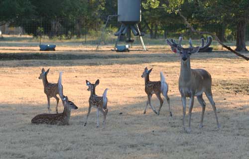 Whitetail Deer Photos 2011