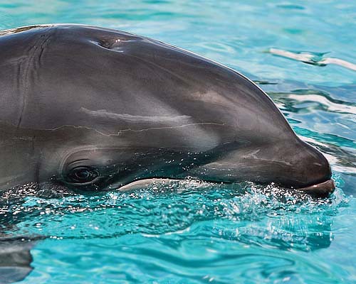 Wholphin