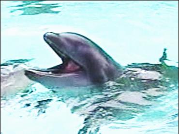 Wholphin