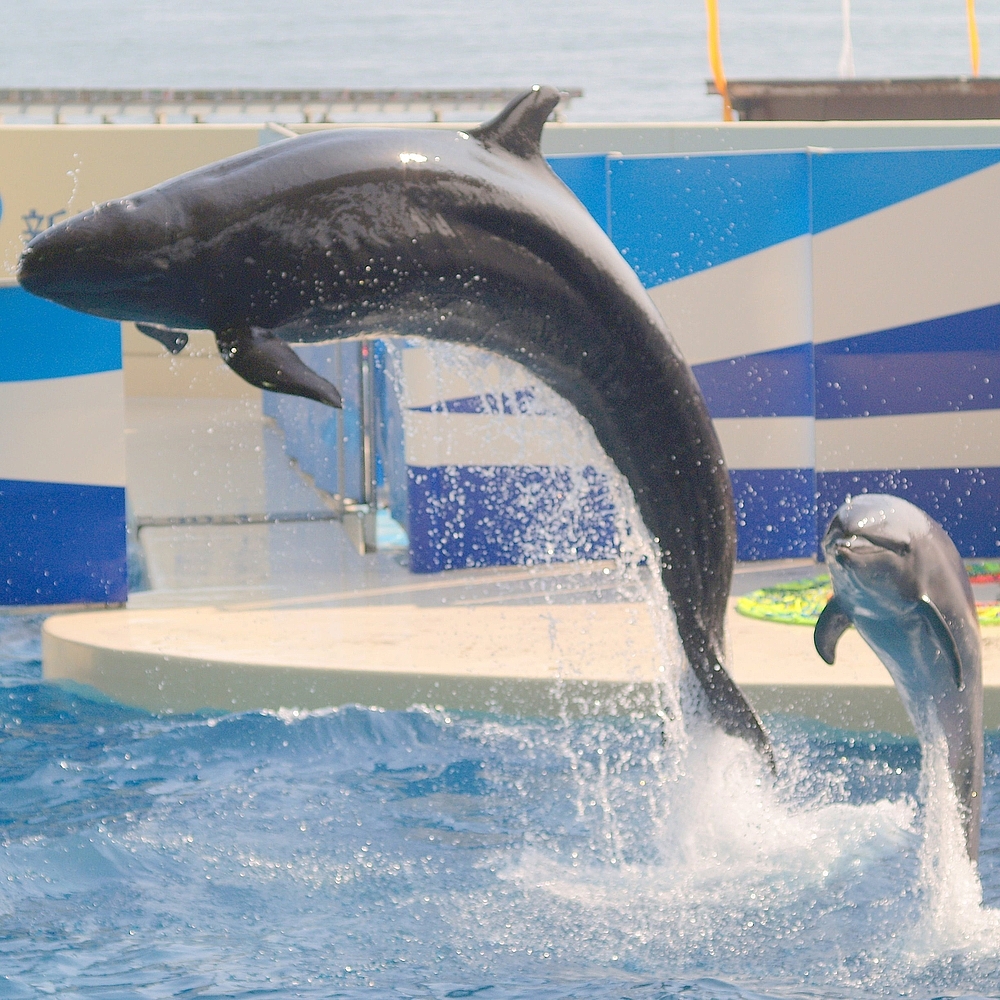 Wholphin Hybrid