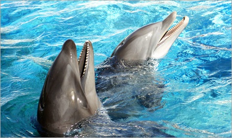 Wholphin Hybrid