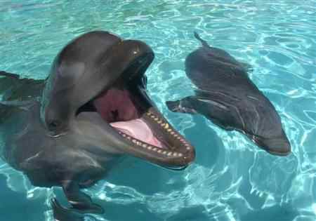 Wholphin Hybrid